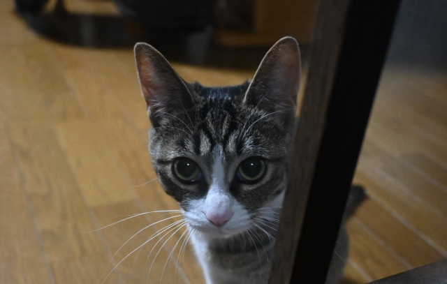 寝袋猫