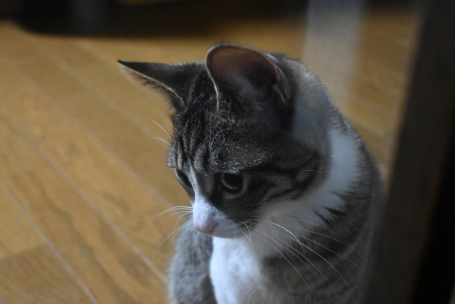 寝袋猫