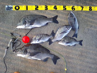 2010年釣り総括