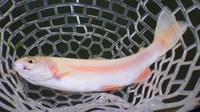 ウォーターパーク長瀞釣行!!2011/5/10　からのー！ 2011/05/20 23:59:33