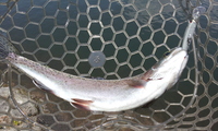 中之沢釣行!!　2012/5/29