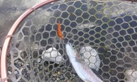 川場フィッシングプラザ釣行!! あれから３年の巻。 2012/09/21 06:00:00