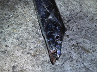 そうだ！タチウオ釣りに行こう！！