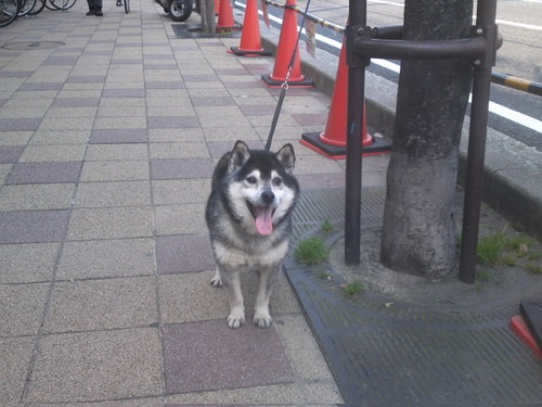 我が家の柴犬