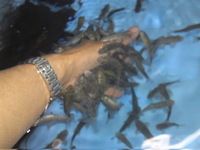 脅威の集魚力！！