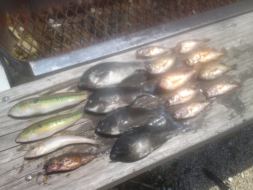 初日午前の釣果