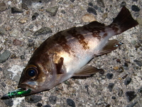 2011年初釣行・・・ 2011/02/21 14:44:22