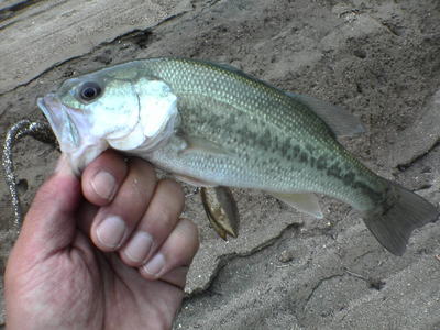 釣れた・・・