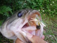 虫の季節