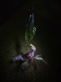 ﾁｮｲﾉﾏ師散る・・・