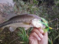 すぴナベ
