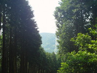 丹沢大山ピークスルートレラン