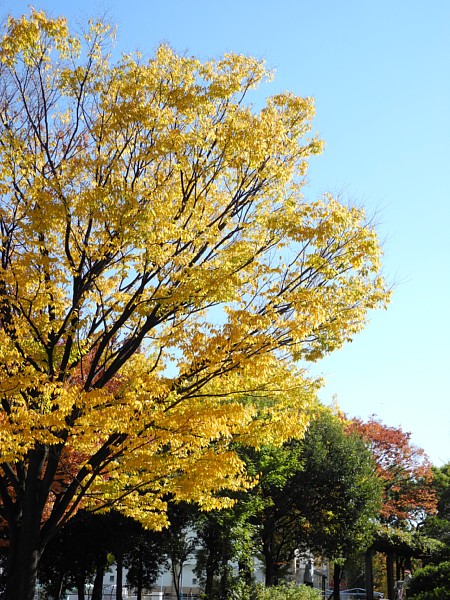 神宮東公園-2年目