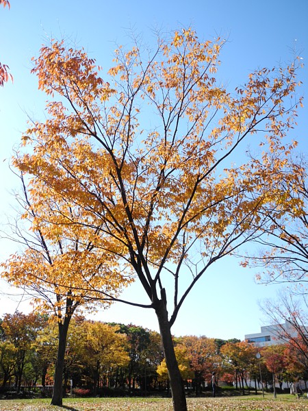 神宮東公園-2年目