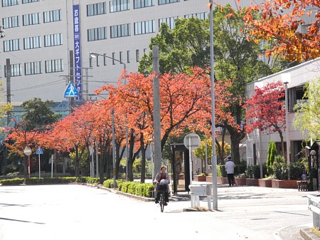 神宮東公園-2年目