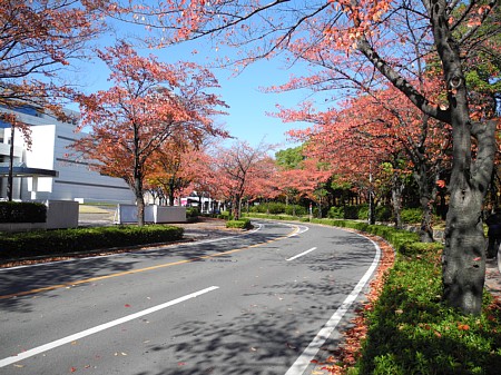 神宮東公園-2年目