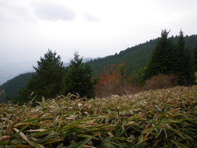 金剛山、ツツジオ谷、東條山から村界尾根