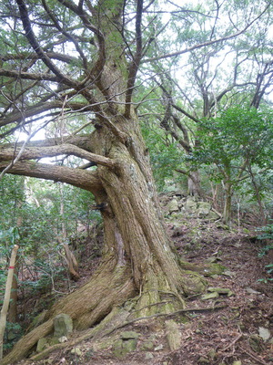 犬鳴山行場巡り