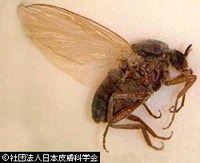 効果アリ？　ハッカ水。 2010/06/16 17:15:39