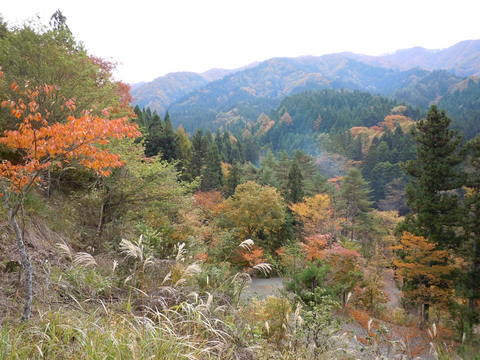 紅葉の 『森』 でソロる。
