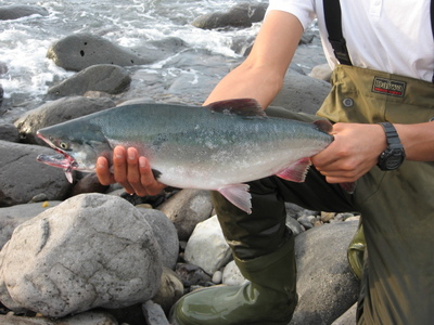 カラフト釣行