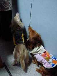 爺と婆の家に
