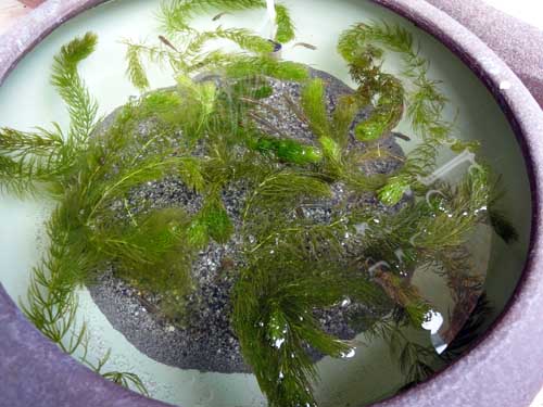水瓶をリセット