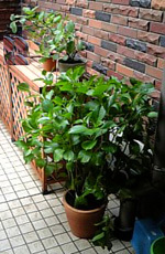 紫陽花