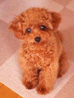 まりんちゃんは綿のように軽いんだろうなぁー。
