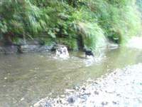 川遊び 2008/08/16 05:41:50