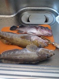 根魚がいっぱい