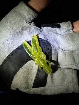 約束の地