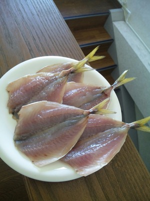 アジの干物作りに挑戦
