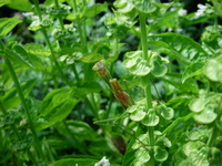 mantis on basil 2007/09/17 12:44:38