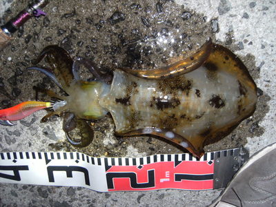 アオリイカ　20cm　ryoukei
