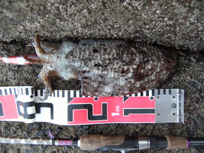 コウイカ　20cm　ryoukei