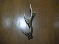 鹿の角 2011/02/10 00:05:42