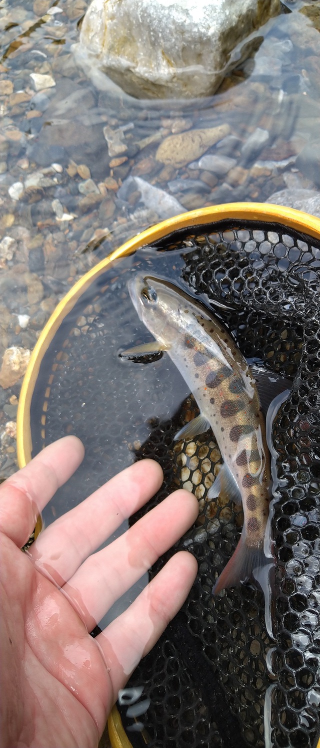 久しぶりに激闘のテンカラ釣り。