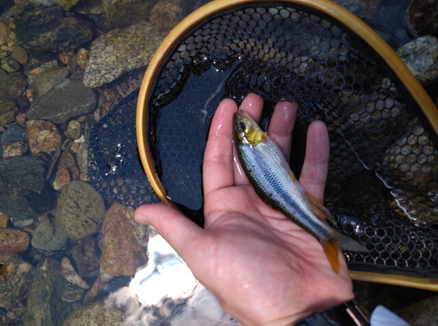 釣りも、キャンプも、ブログも、意欲が湧かない。