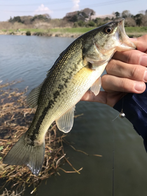 サイトのバス釣りブログ バスが釣れなきゃギルを釣ればいいじゃない In花見川 3月28日 花見川 花見川の桜情報とバス釣り情報 笑