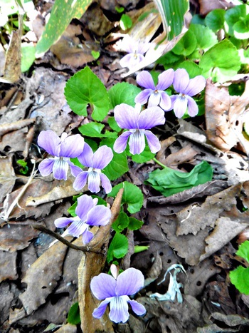 函館山楽クラブ 旧 蝦夷松山 雁皮山 花編