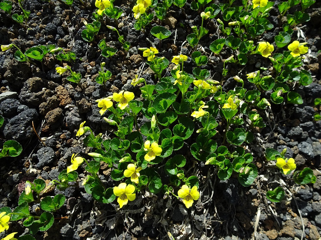 見送ってくれたタカネスミレ。