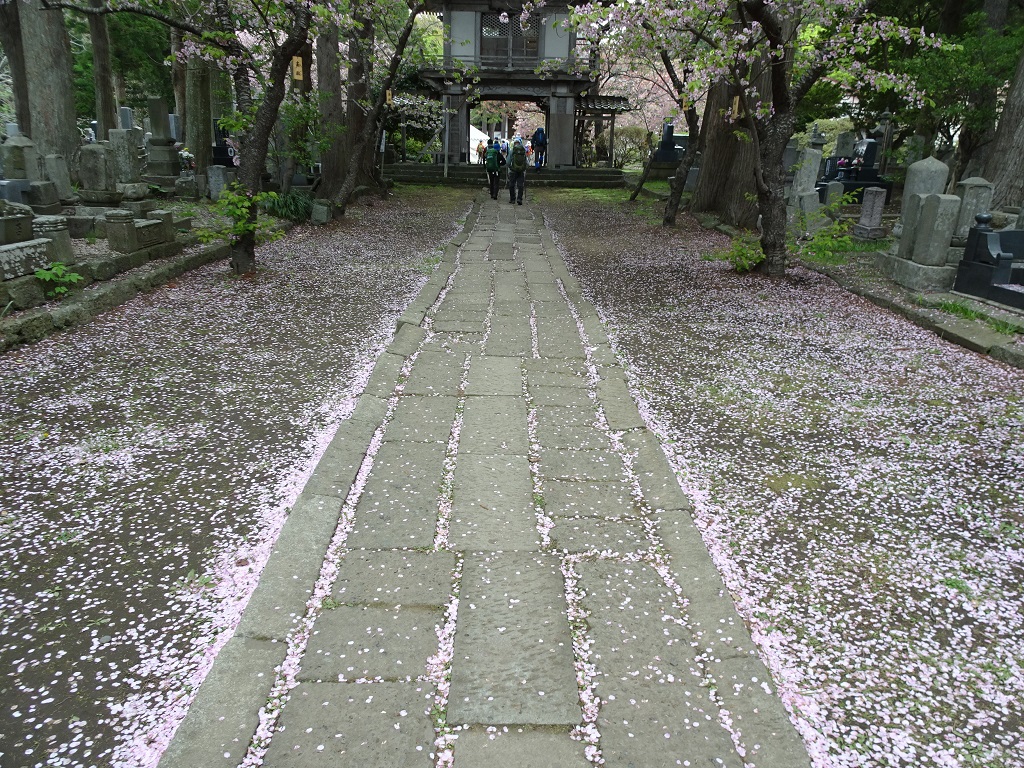 光善寺の参道に散った桜