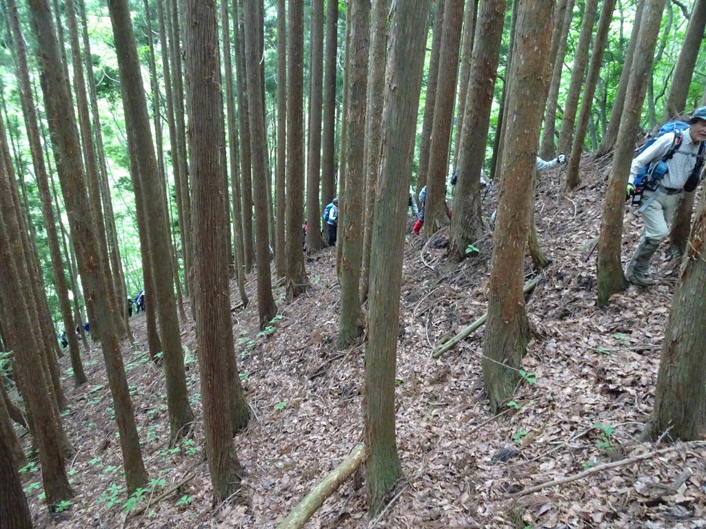 植林帯の登り①