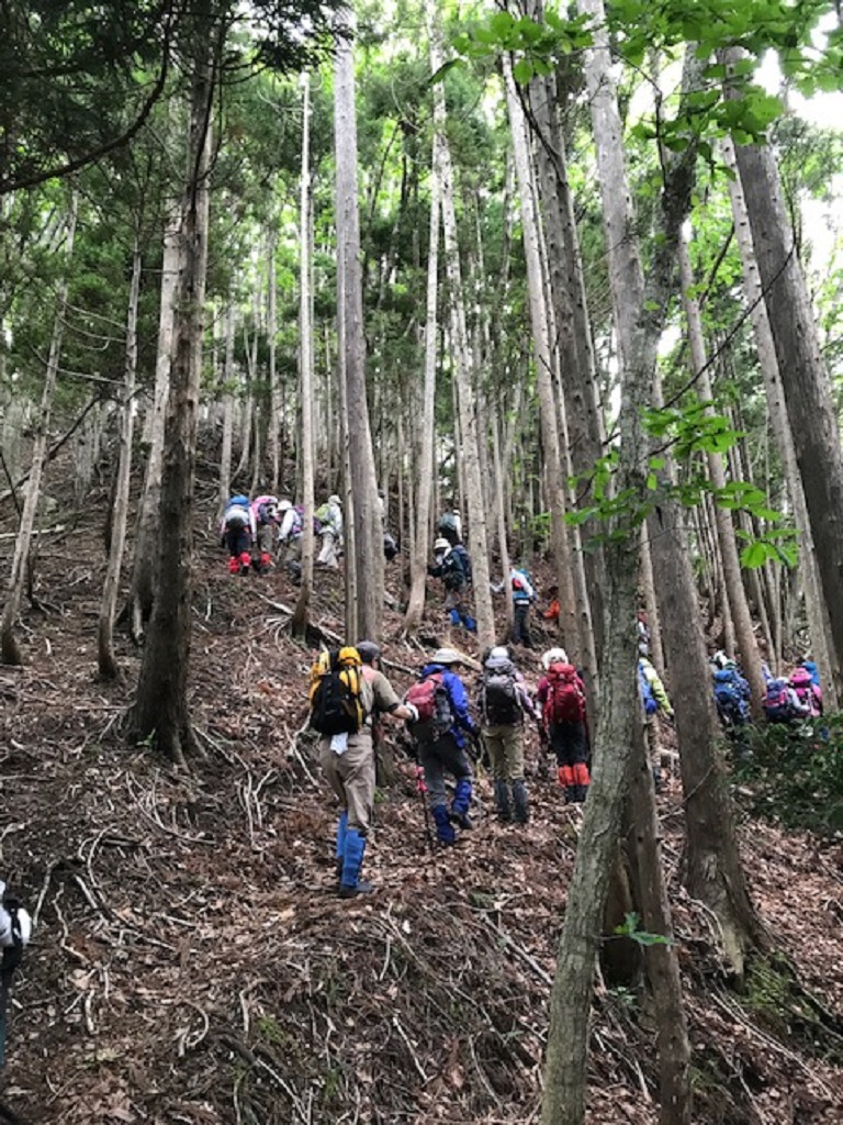 植林帯の登り