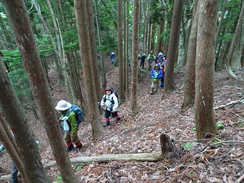 植林帯の登り②