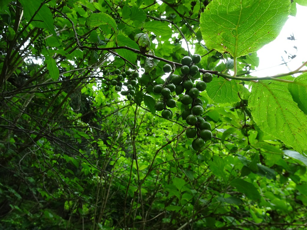 登山口近くにあったキブシの実