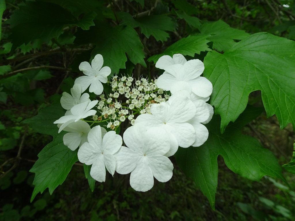 カンボクの花