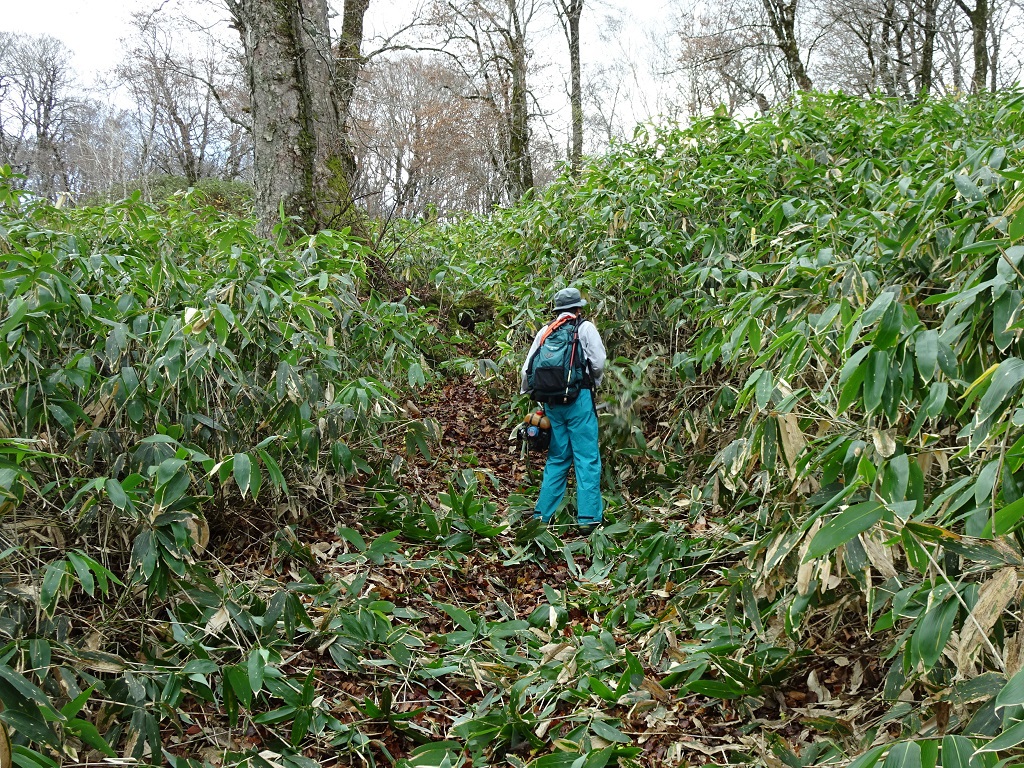 七合目先の登山道[working]