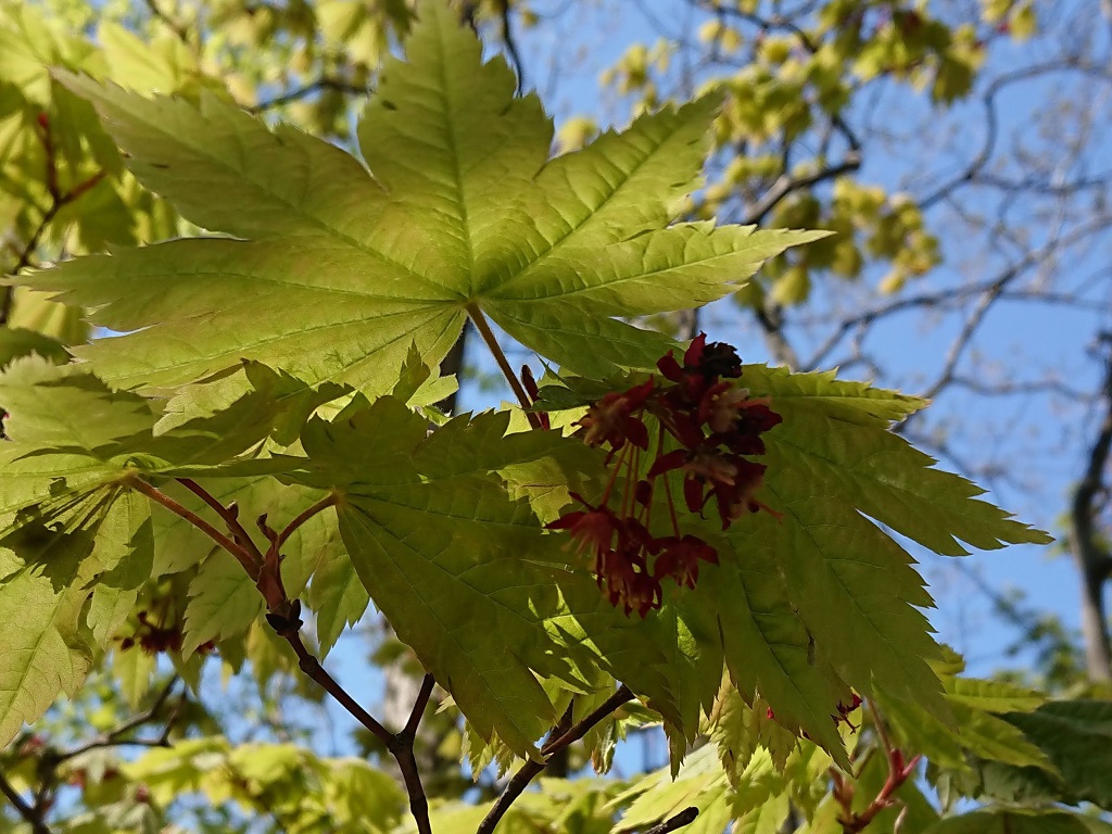 ハウチワカエデの花